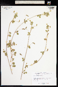 Medicago lupulina image