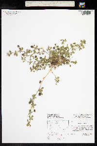 Medicago lupulina image