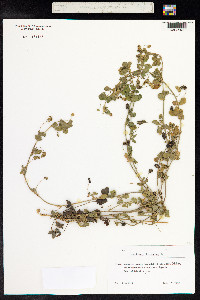 Medicago lupulina image