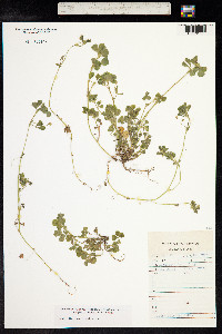 Medicago lupulina image