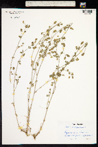 Medicago lupulina image