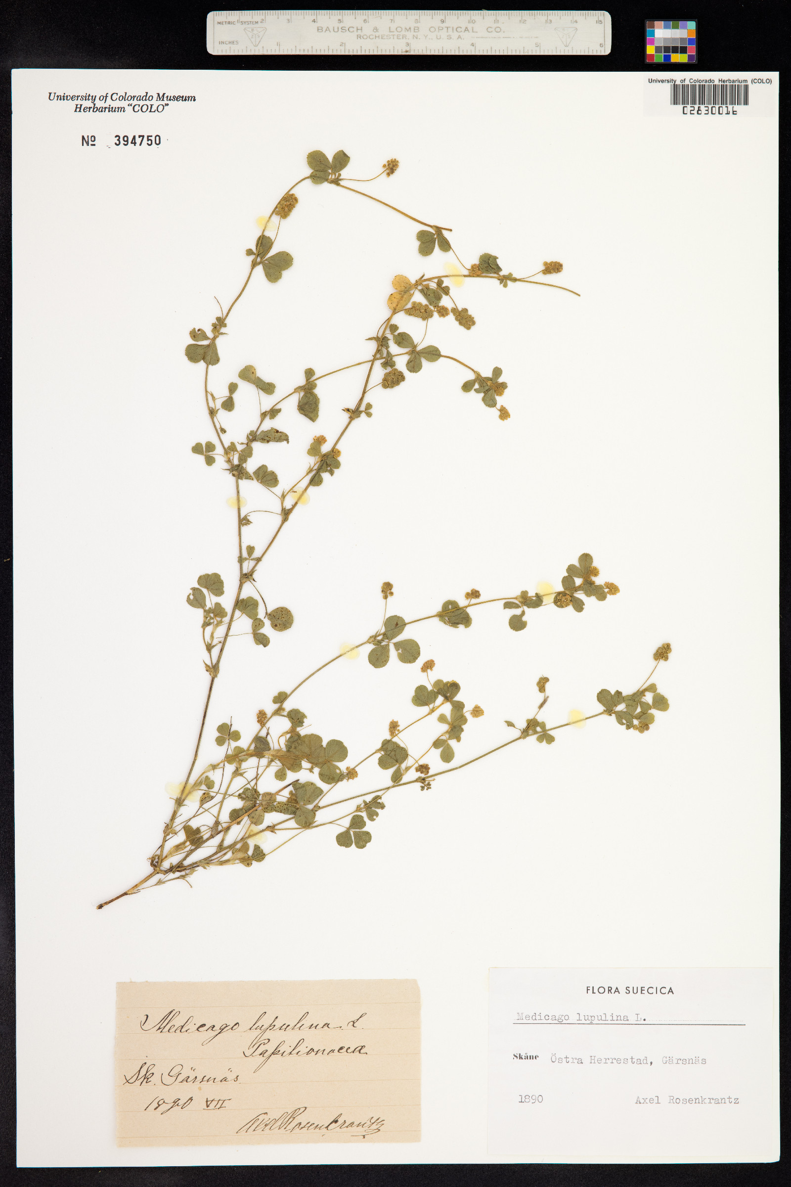 Medicago lupulina image