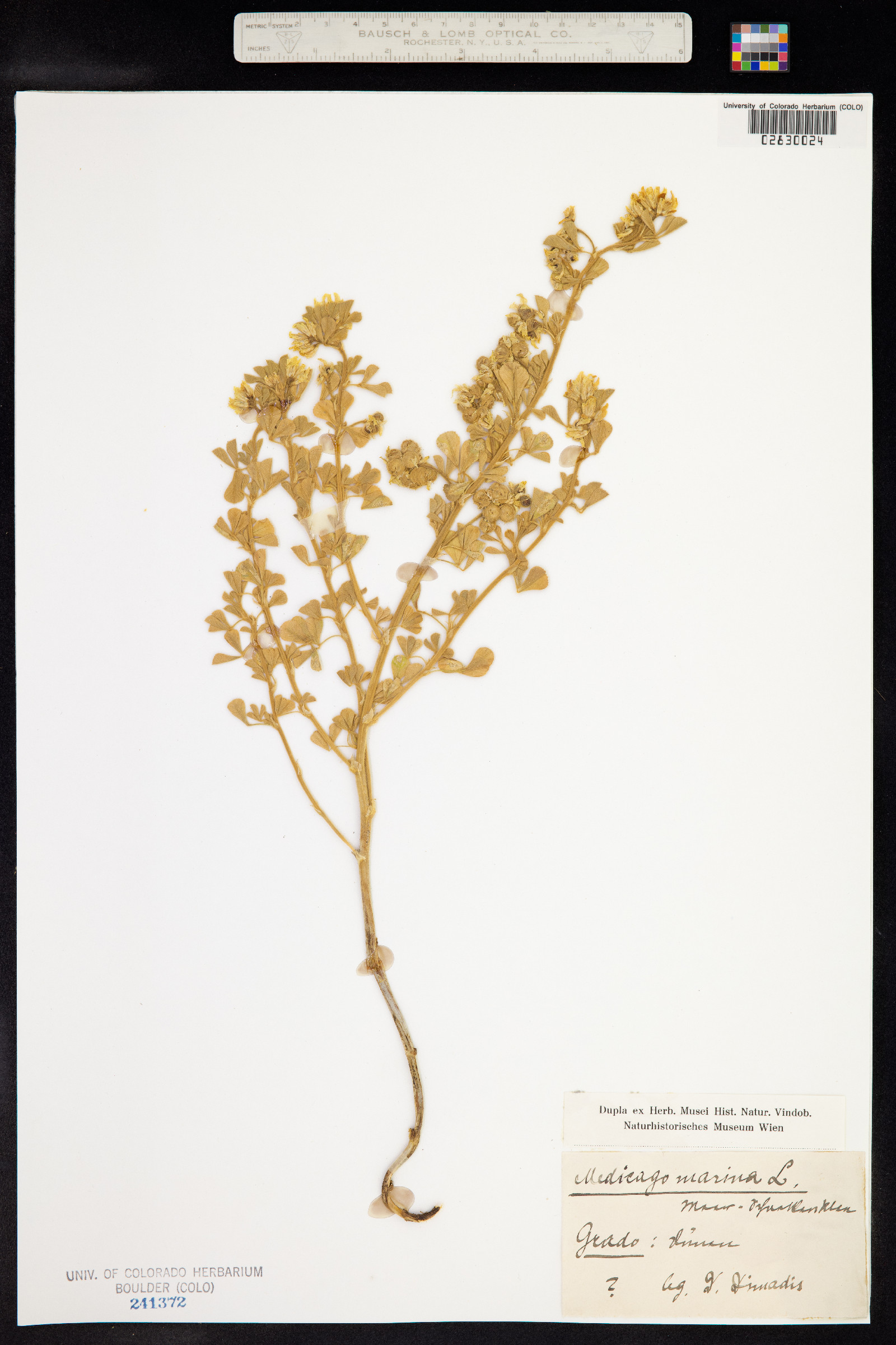 Medicago marina image