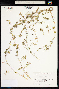 Medicago lupulina image