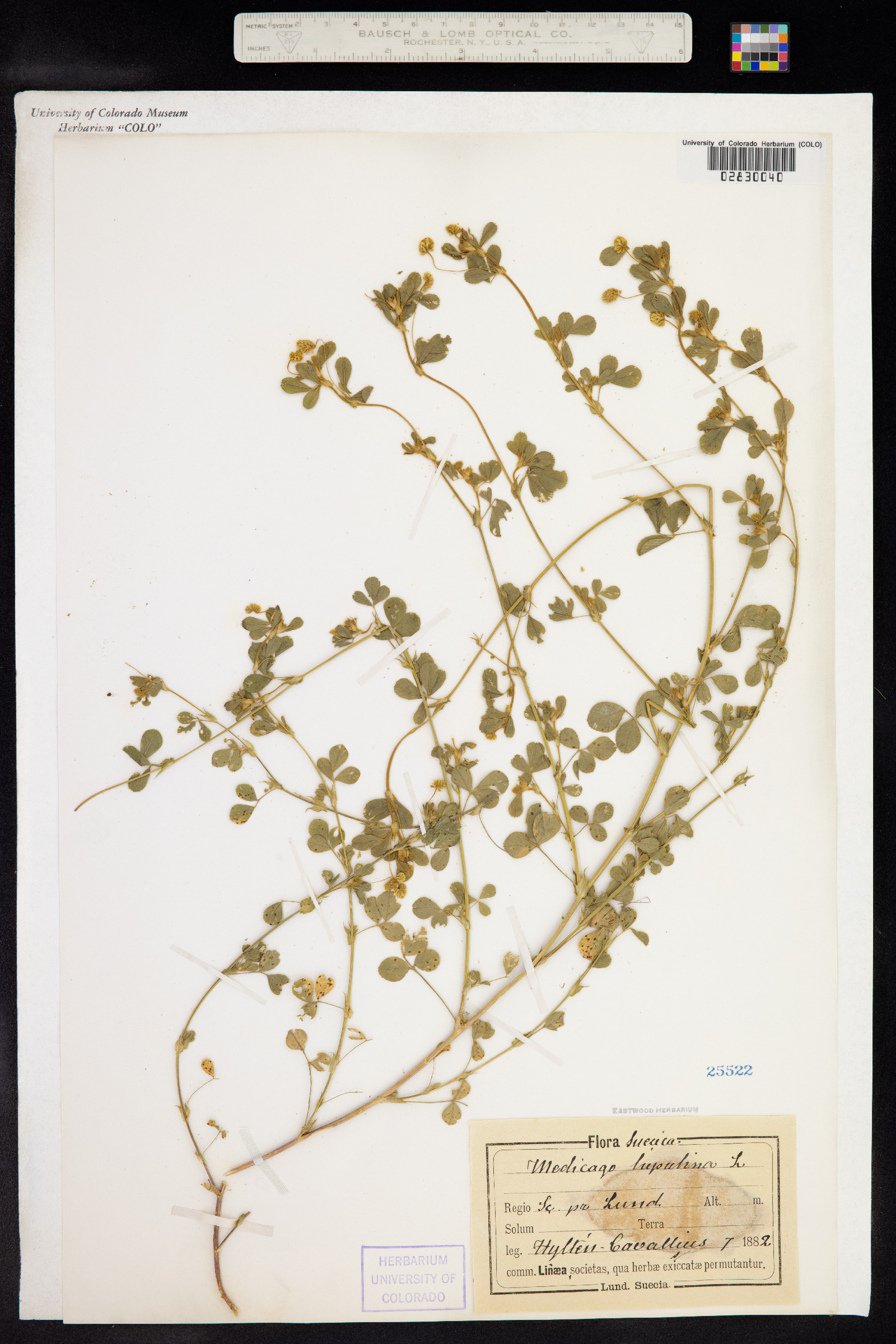 Medicago lupulina image