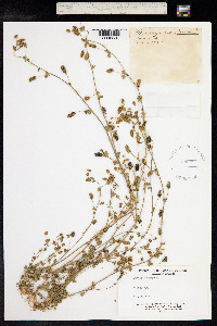 Medicago lupulina image