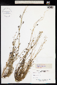 Medicago lupulina image