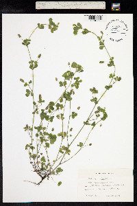 Medicago lupulina image