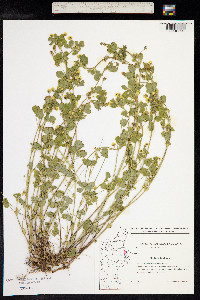 Medicago lupulina image