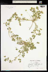 Medicago lupulina image