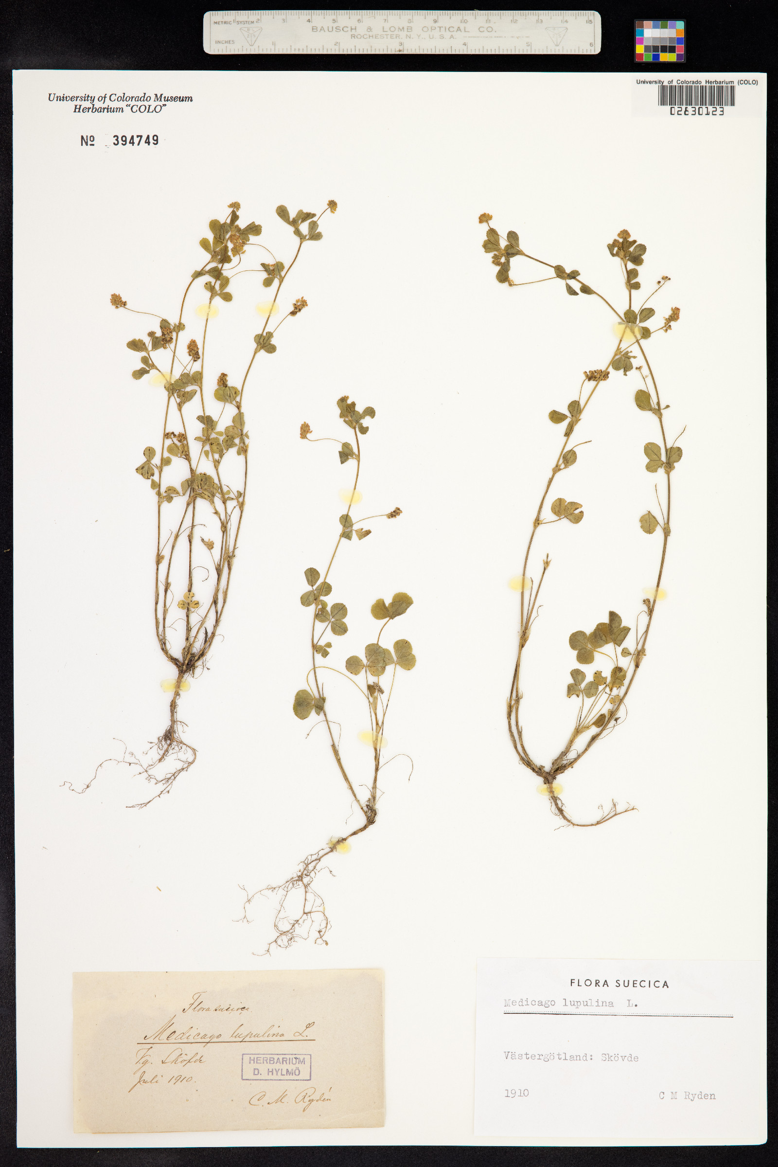 Medicago image