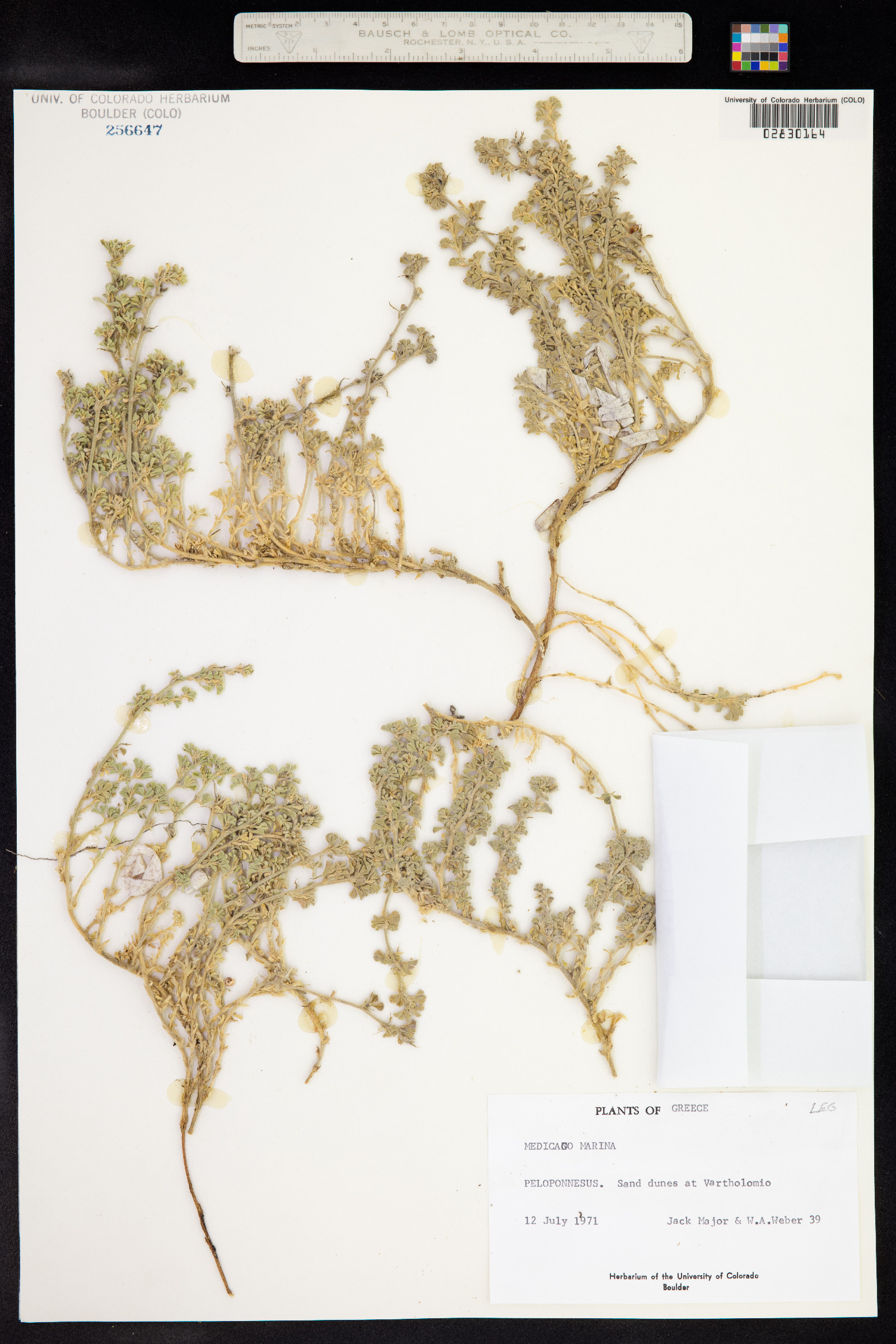Medicago marina image