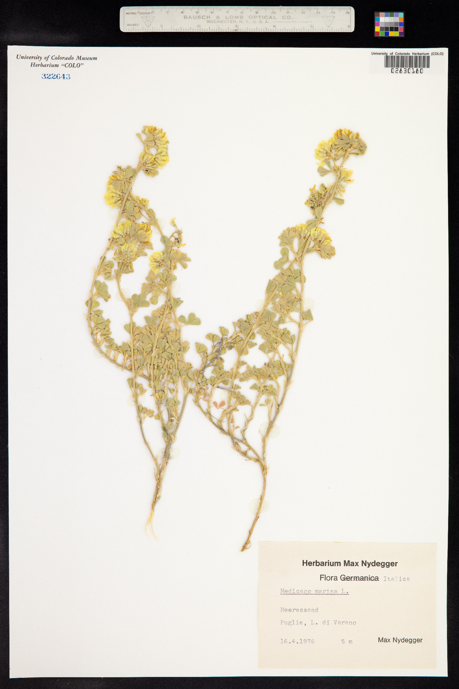 Medicago marina image