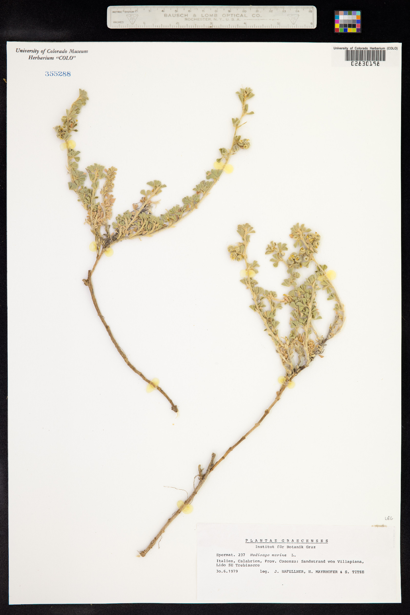 Medicago marina image