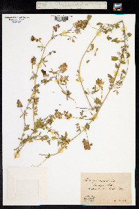 Medicago sativa ssp. varia image