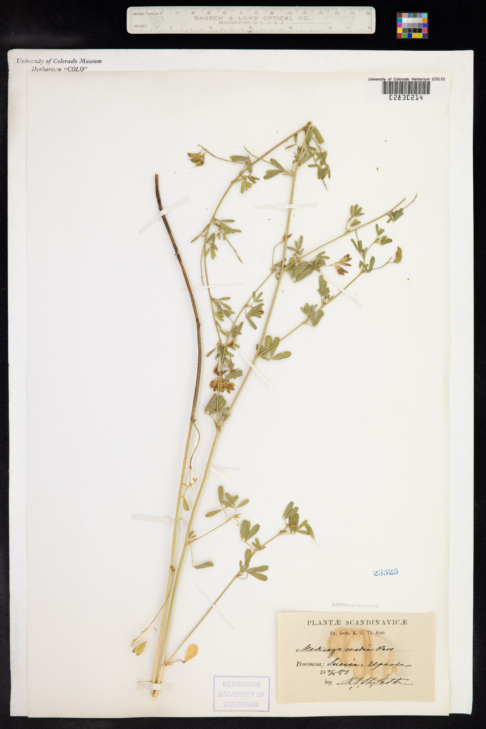 Medicago sativa ssp. varia image
