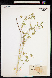 Medicago sativa ssp. varia image