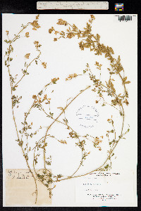 Medicago sativa image