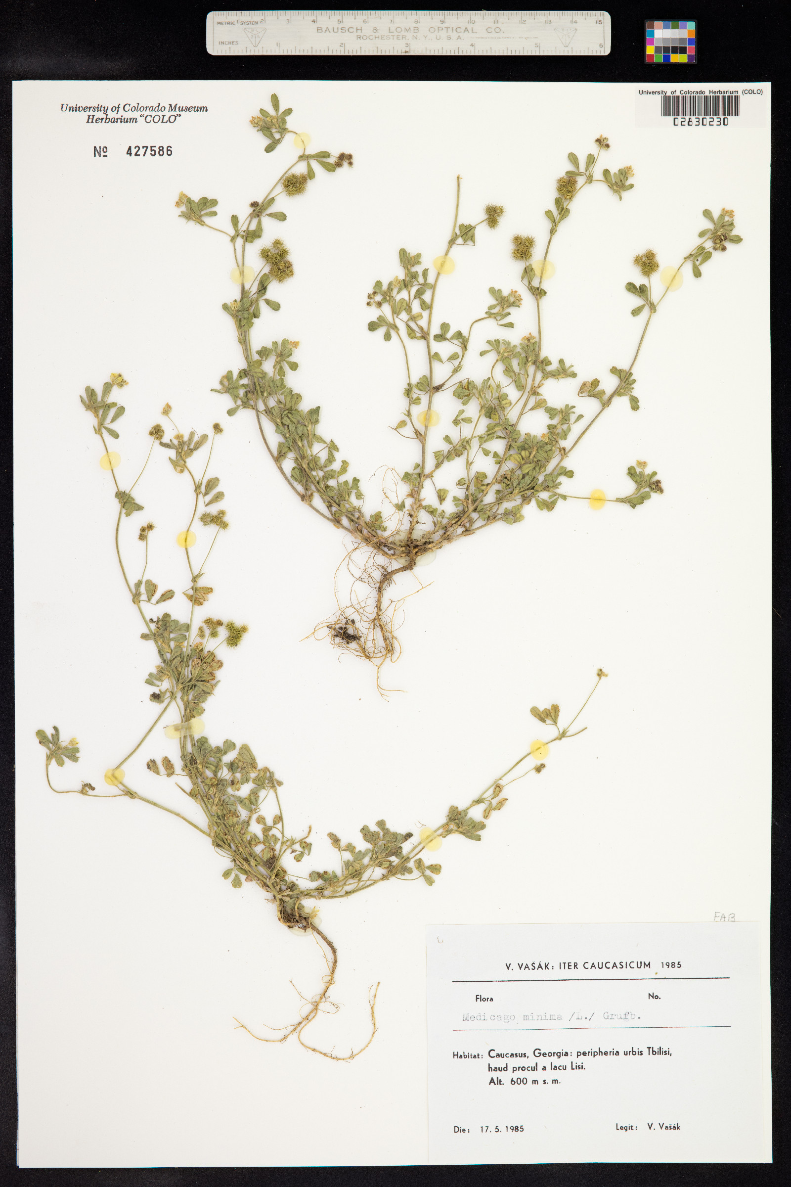 Medicago minima image