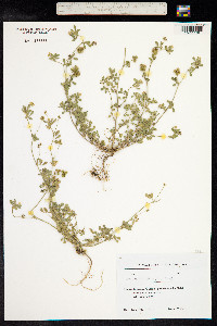 Medicago minima image