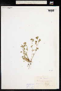 Medicago minima image