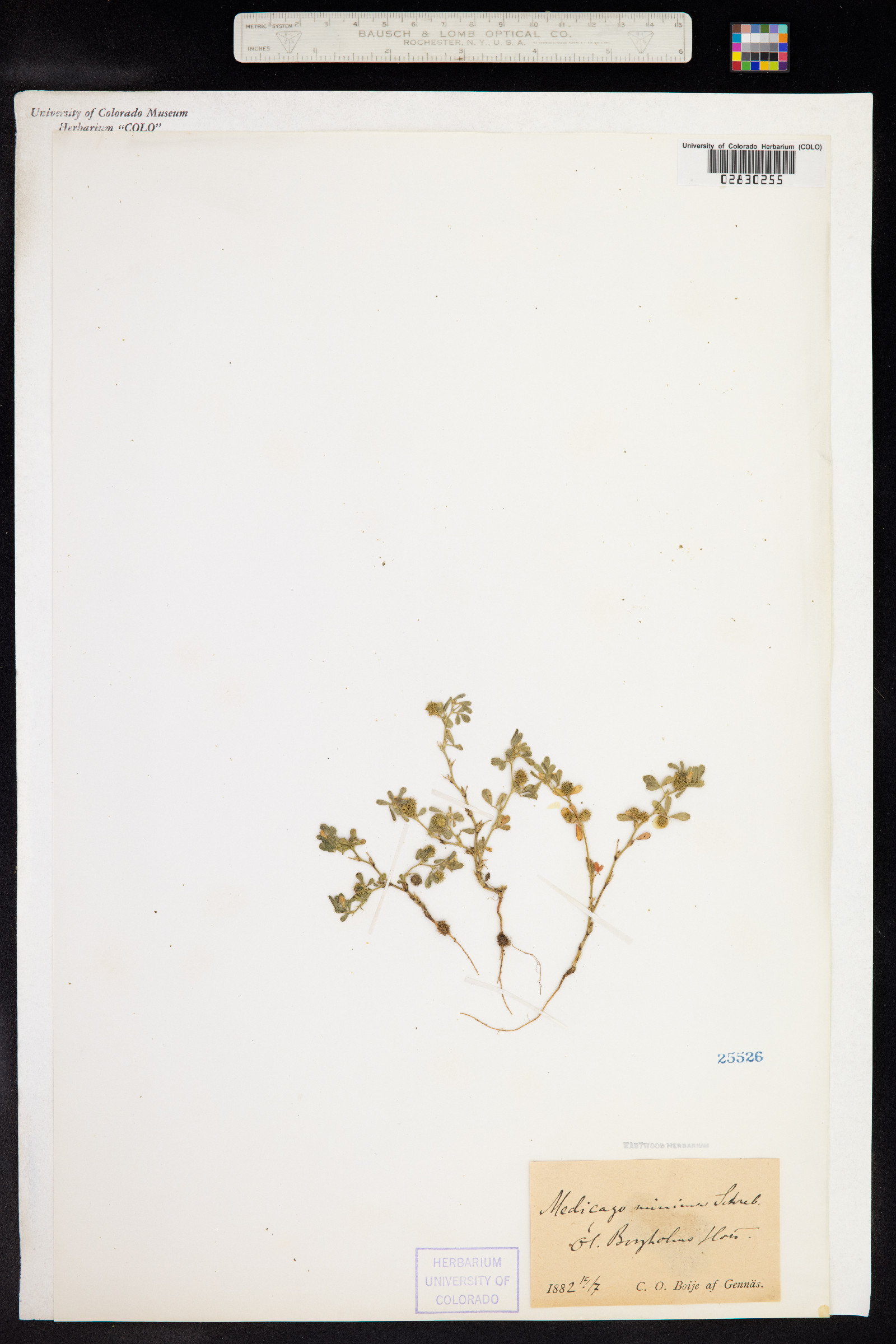 Medicago minima image