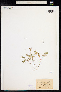 Medicago minima image