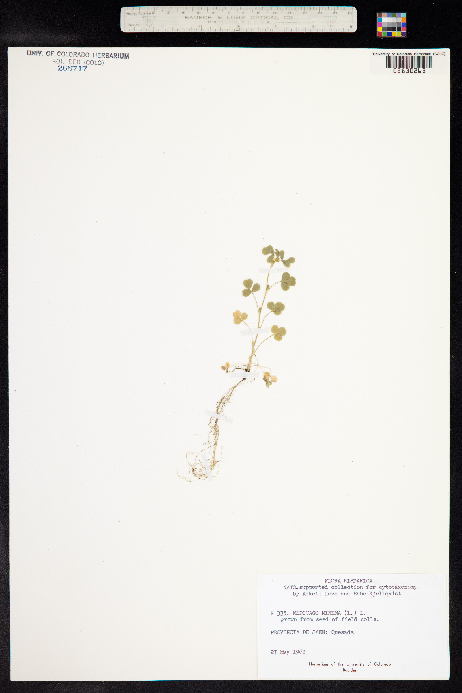 Medicago minima image