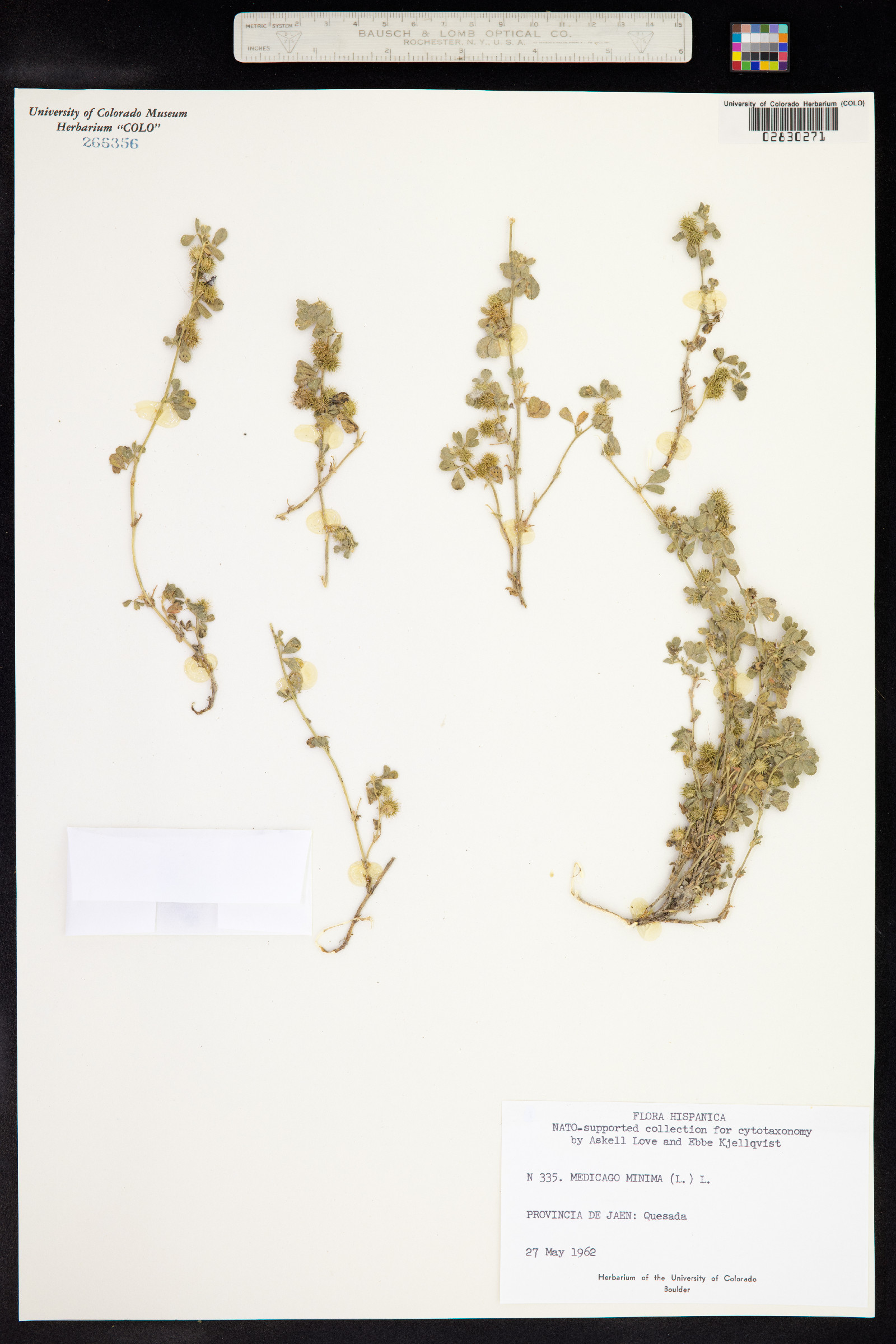 Medicago minima image