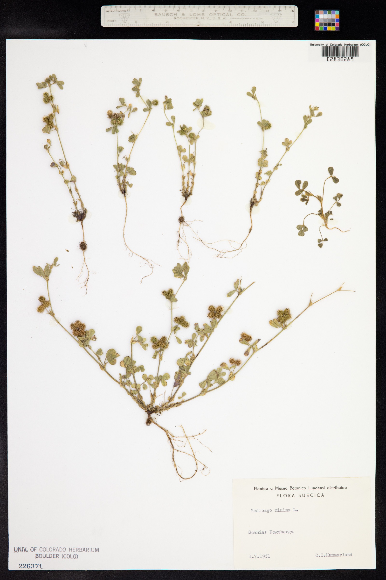 Medicago minima image