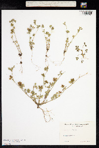 Medicago minima image