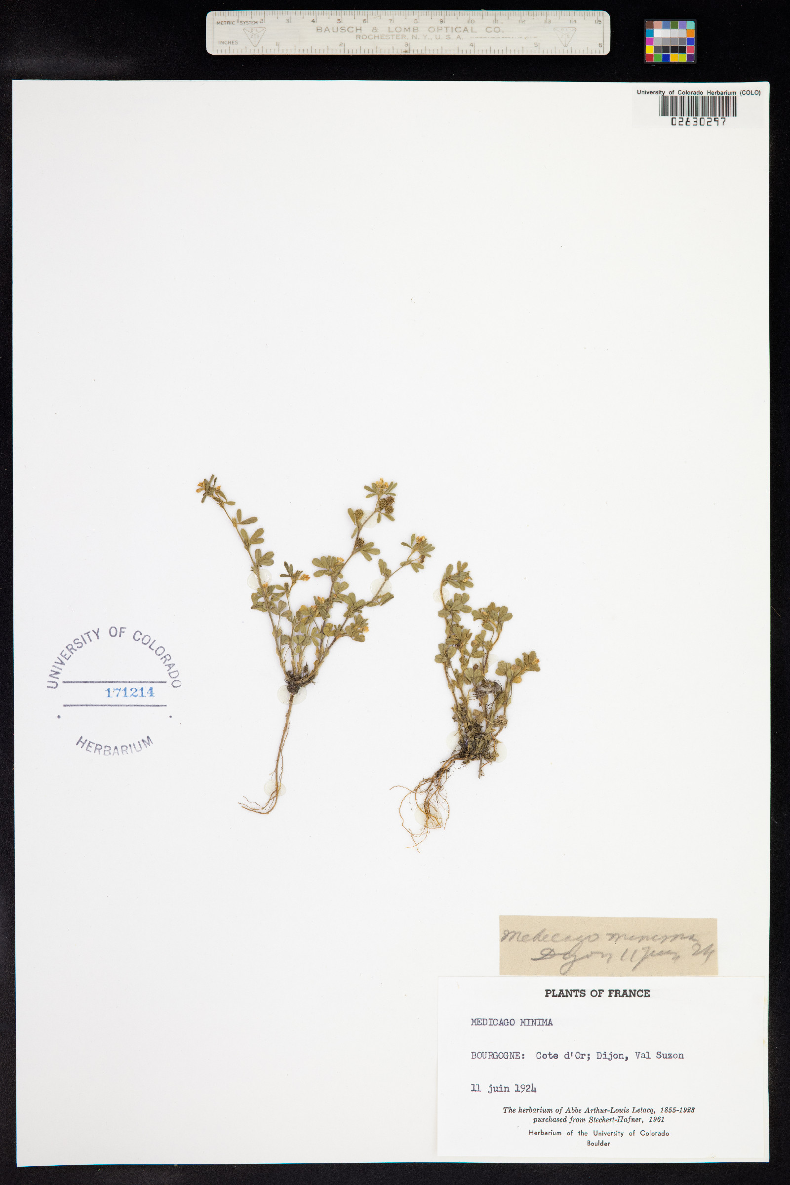 Medicago minima image