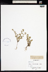 Medicago minima image