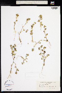 Medicago minima image