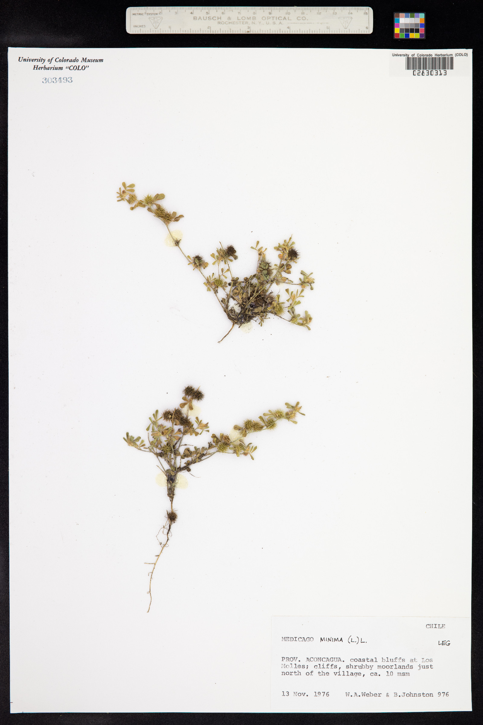 Medicago minima image