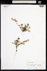 Medicago minima image