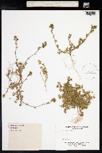 Medicago minima image