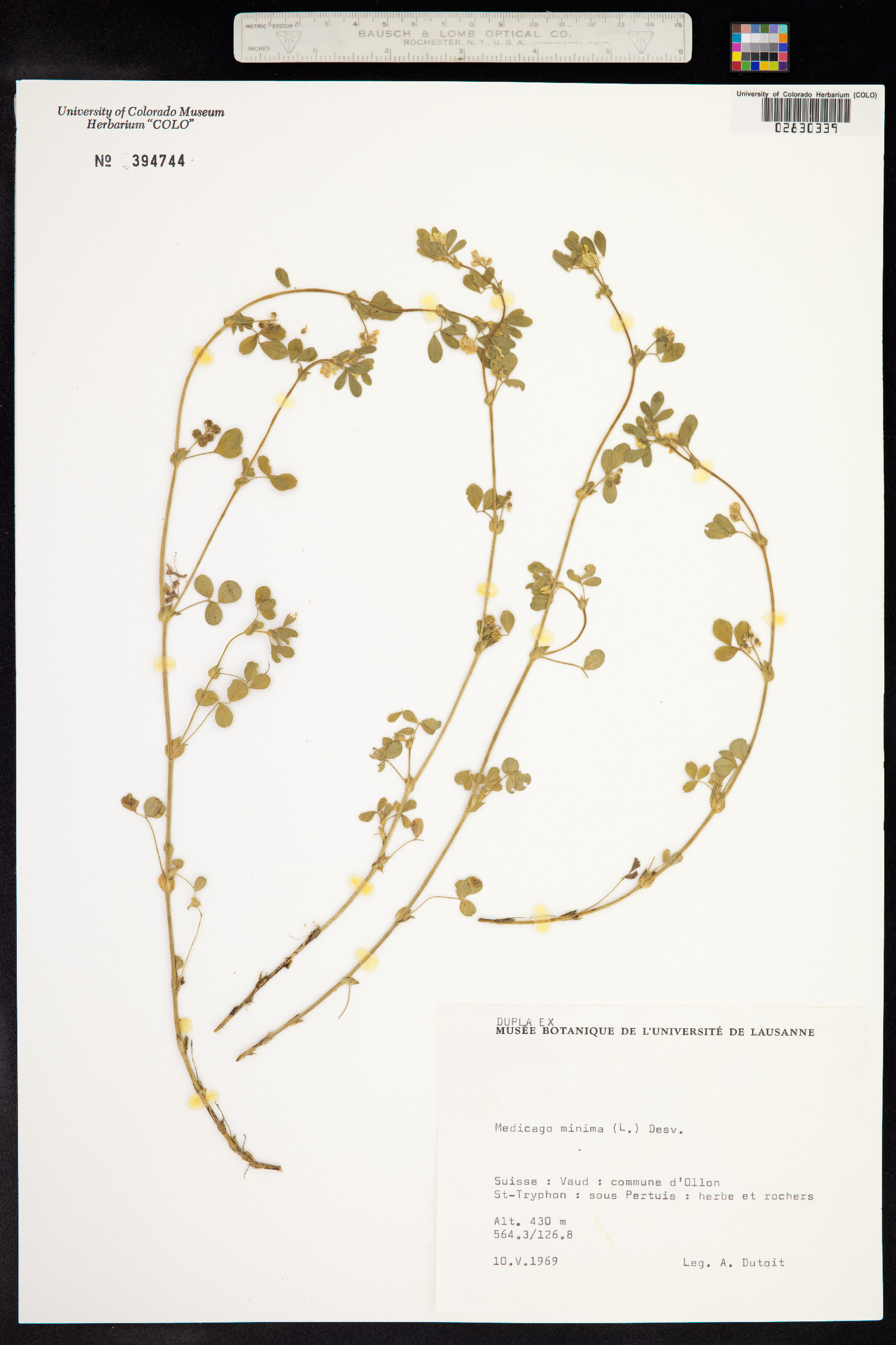 Medicago minima image