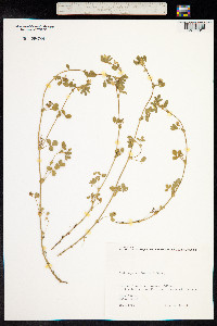 Medicago minima image