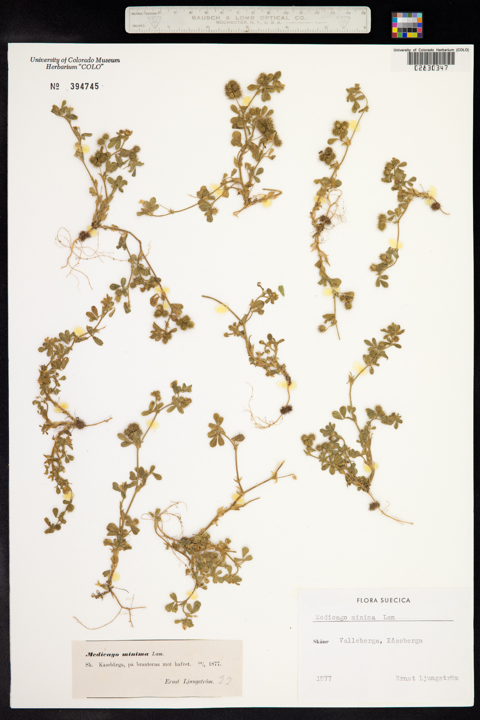 Medicago minima image