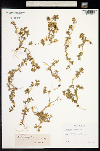 Medicago minima image