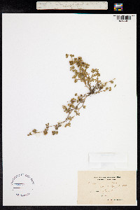 Medicago minima image