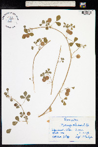 Medicago orbicularis image