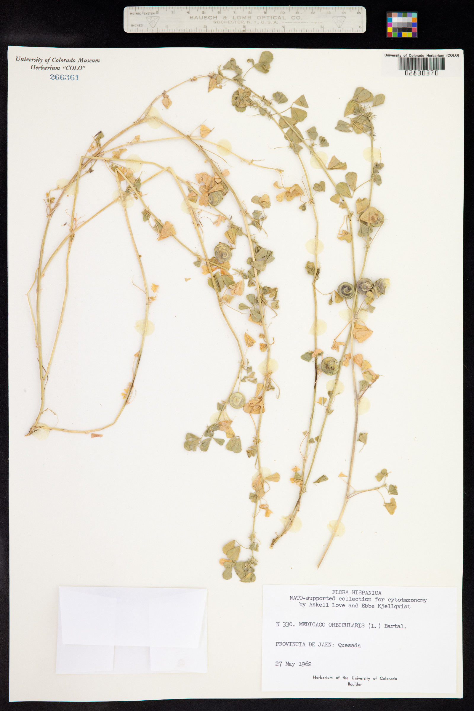 Medicago orbicularis image