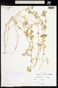 Medicago orbicularis image