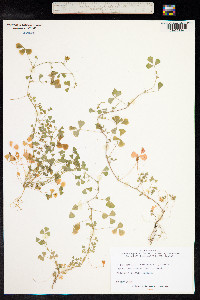 Medicago orbicularis image