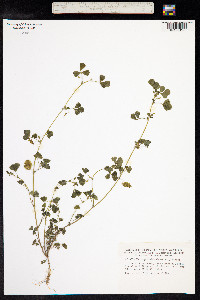 Medicago orbicularis image