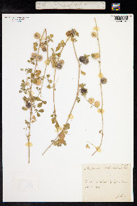 Medicago orbicularis image