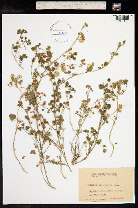 Medicago orbicularis image