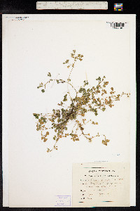 Medicago polymorpha image